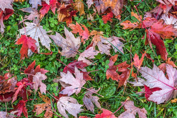 Couleur Feuilles Sur Herbe Verte Par Temps Couvert — Photo