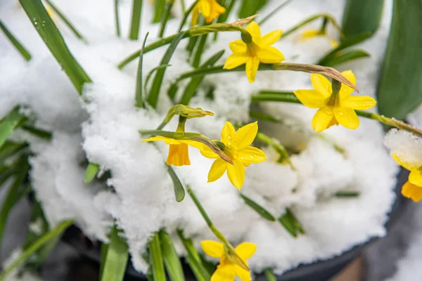 Ramo Flores Amarillas Bajo Nieve Día Primavera —  Fotos de Stock