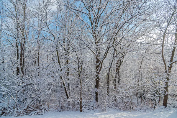 Forêt Neige Hivernale Dans Centre Ontario Canada — Photo