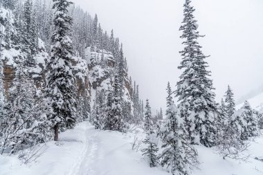 Banff Park 'taki Louise Gölü yakınlarındaki orman, Alberta, Kanada