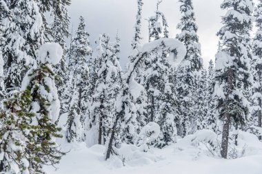Banff Park 'taki Louise Gölü yakınlarındaki orman, Alberta, Kanada