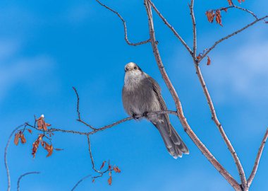 Gri Jay (Perisoreus canadensis) mavi gökyüzünün önünde.