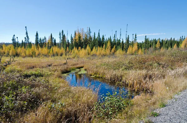 Północny Las Ontario Jesienią — Zdjęcie stockowe