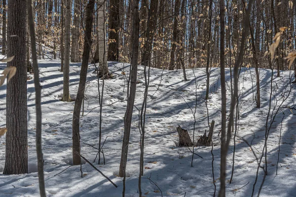 Árvores Neve Dia Ensolarado Inverno Floresta — Fotografia de Stock