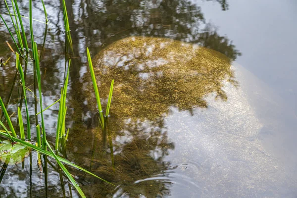 Bosmeer Zomer Maskoka Canada — Stockfoto