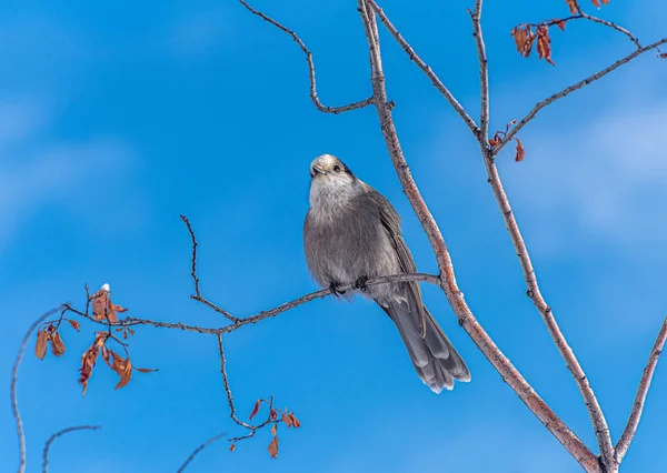 Jay Cinzento Perisoreus Canadensis Frente Céu Azul — Fotografia de Stock