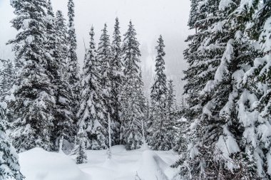 Banff Park 'taki Louise Gölü yakınlarındaki orman, Alberta, Kanada