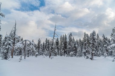 Banff Park 'taki Louise Gölü yakınlarındaki orman, Alberta, Kanada