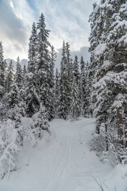 Banff Park 'taki Louise Gölü yakınlarındaki Forest' te kayak pisti, Alberta, Kanada