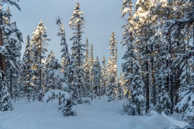 Banff Ulusal Parkı 'nda kış zamanı orman, Alberta, Kanada