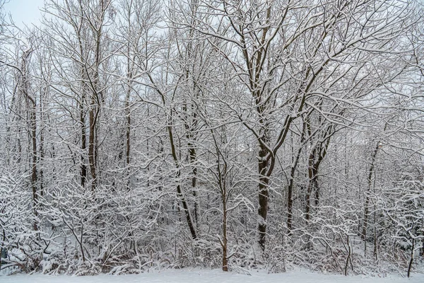 カナダのオンタリオ州中央部にある冬の雪の森 — ストック写真