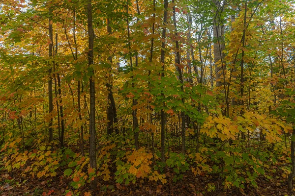 Красочные Деревья Парке Килларни Осенью Канада — стоковое фото