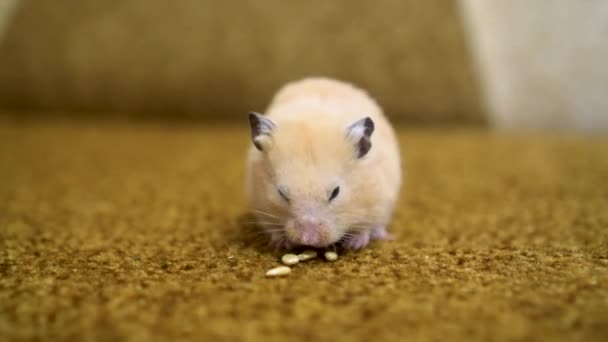 391 Syrian hamster Videos, Royalty-free Stock Syrian hamster Footage | Depositphotos 391 Syrian hamster Videos, Royalty-free Stock Syrian hamster Footage | Depositphotos