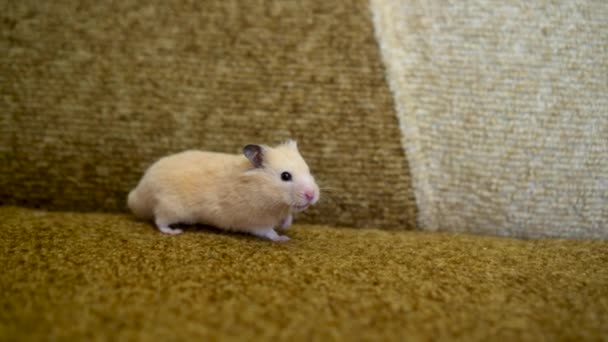 Funny Furry Videos Funny Syrian Hamster Running On The Couch - Main Image