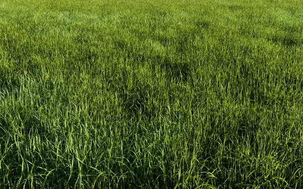 Green Grass Field Background Rendering Illustration — Stock Photo, Image