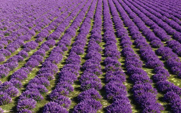 Beautiful Lavender Field Rendering Illustration — 图库照片