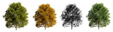 Collection of trees Isolated on white background, 3d rendering illustration.
