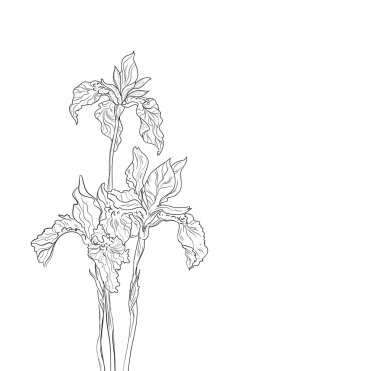 Tasarım, iris eps10 vektör arka plan için çiçek öğeleri