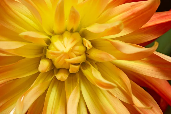 Makro pchnięciu jasny żółto pomarańczowy Pokój Dwuosobowy kwitnienia Dalia z mokre płatki — Zdjęcie stockowe