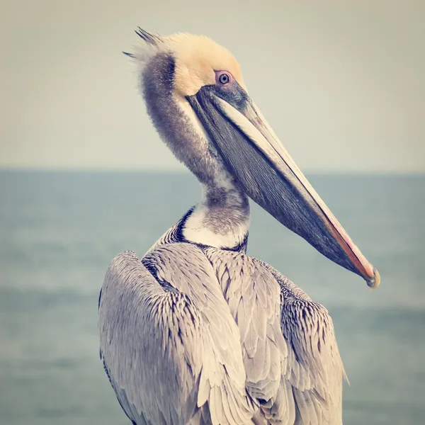 Желтоголовый пеликан — стоковое фото