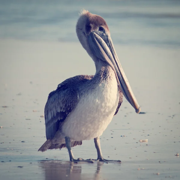 Pellicano — Foto Stock