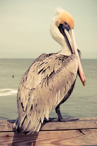 Gult huvud pelican — Stockfoto