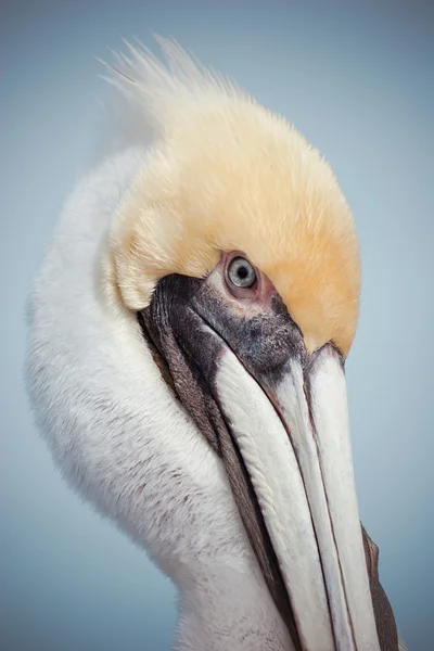 Testa gialla Pelican — Foto Stock