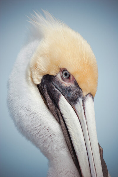 Yellow Head Pelican Stock Image