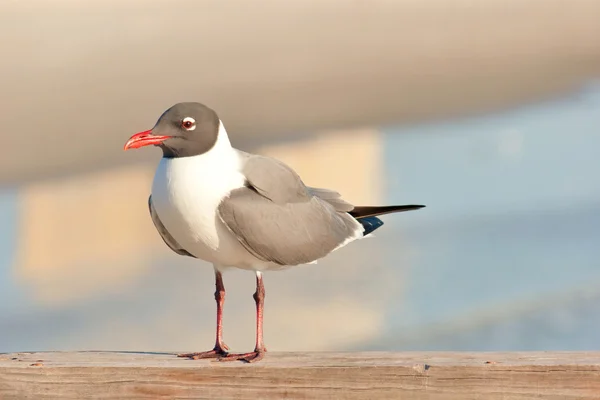 Seagull — Stock Photo, Image