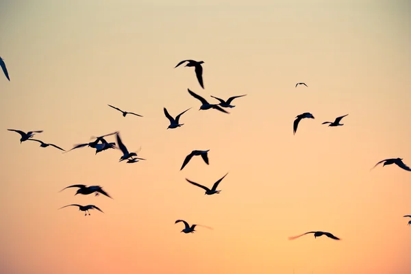 Flock of Seagulls — Stock Photo, Image