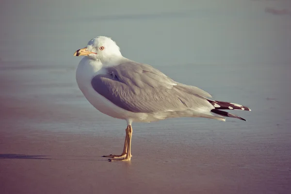 Seagull — Stock Photo, Image