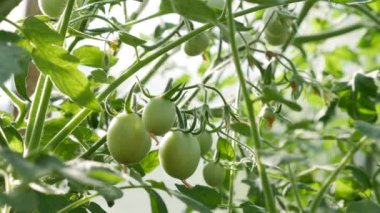 Serada güneşli bir gün, büyüyen domatesler. Yaprakların arasındaki dallarda olgunlaşmış yeşil domatesler. Sağlıklı sebzelerin yetiştirilmesi. Organik tarım işi..
