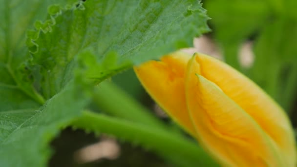 Fleur jaune de moelle de légumes en fleurs poussant dans le jardin champêtre. Courgettes écologiques. Concept d'agriculture biologique — Video