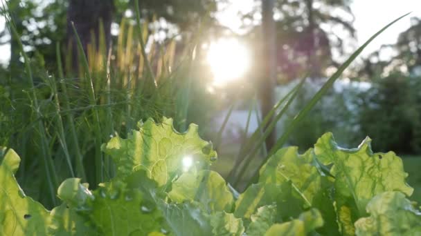 Сонце світить свіжою зеленню в саду ферми — стокове відео