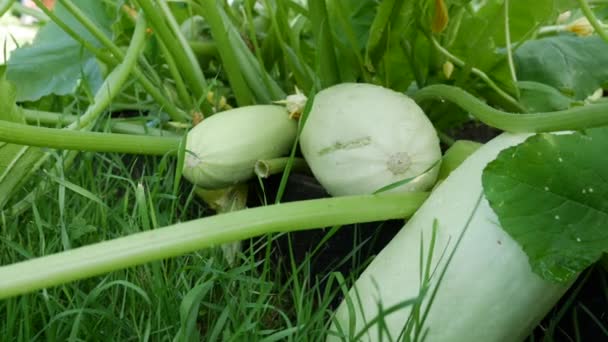 Érett zöldség csontvelő egy bokorban a kertben. Ökológiai cukkini. Organikus mezőgazdasági koncepció. Szüret időszaka — Stock videók