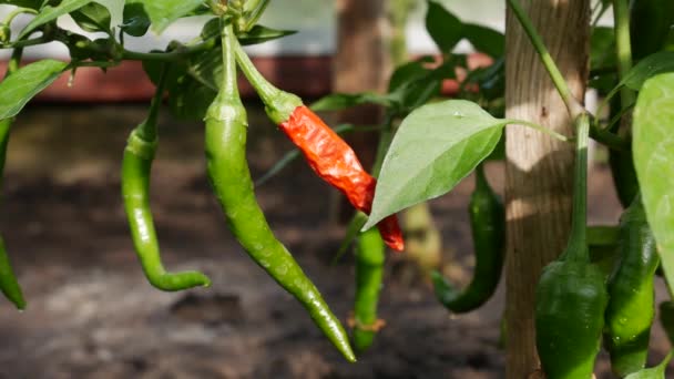 Zöld chilis paprika érlelése az üvegház ágain. Egészséges zöldségek termesztése. biogazdálkodási vállalkozás. — Stock videók