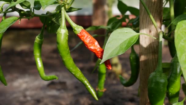 Mognar grön chilipeppar på grenarna i växthus. Odling av friska grönsaker. Ekologiskt jordbruk. — Stockvideo