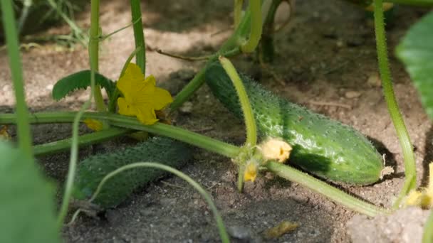 Slunečný den ve skleníku, pěstované okurky. Zralé okurky na větvích mezi listy. Pěstování zdravé zeleniny. Ekologické zemědělství podnikání. — Stock video