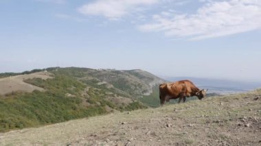 Dağlarda otlayan inek. Tarım arazisi, çayır otlağı. Otlakta yaşayan hayvanlar. Kırsal, köy.