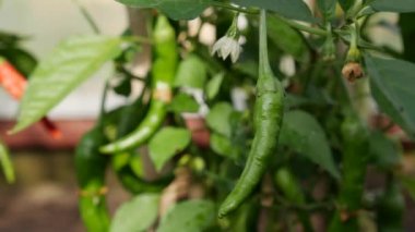 Seranın dallarında olgunlaşmış yeşil biber biberi. Sağlıklı sebzelerin yetiştirilmesi. Organik tarım işi..