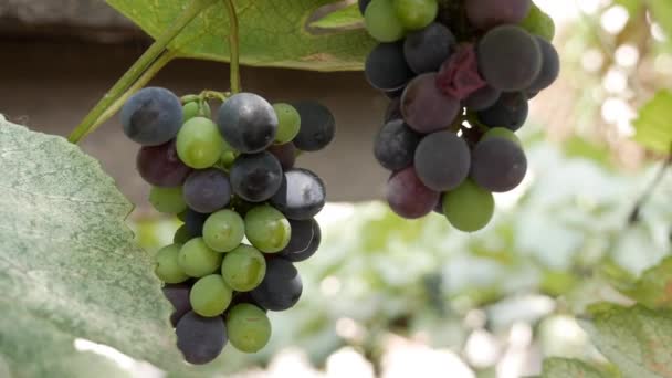 Közel az érett fekete szőlő ágához. Őszi szüret szőlő a mezőgazdasági területen. — Stock videók