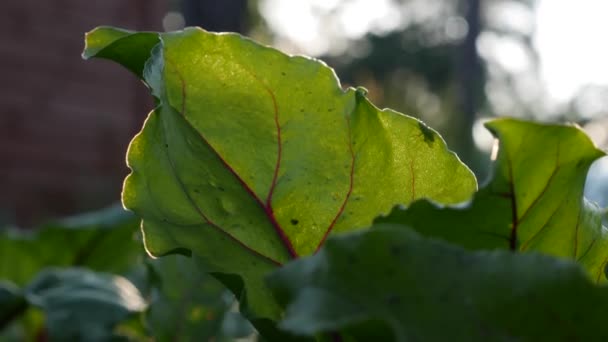 Sol brilhando através de vegetação fresca em um jardim de fazenda — Vídeo de Stock