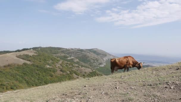 奶牛在山上吃草.农田，牧场上的牧草。畜牧业中的动物。乡郊、乡村 — 图库视频影像