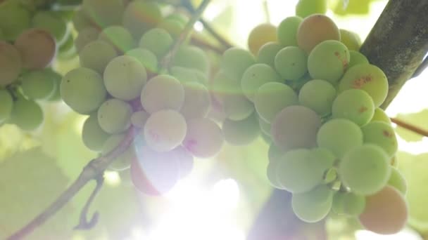Närbild av gren av råa gröna druvor. Höstskörd av vindruvor på jordbruksmark. — Stockvideo