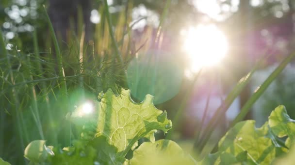 Сонце світить свіжою зеленню в саду ферми — стокове відео