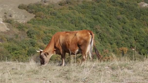 Cow grazing in mountains. Agriculture field, pasturing on meadow. Animals in pasture farming. Countryside, village — Stock Video