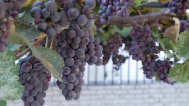Olgun Isabella üzümü ya da Vitis labrusca dalı. Asma için sonbahar hasat zamanı.