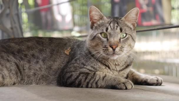 Obdachlose bunte Katze sitzt draußen. Konzept der streunenden Tiere — Stockvideo