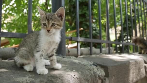 Dakloos katje zit onder het hek. Begrip zwerfdieren — Stockvideo