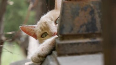 Uykucu evsiz kedi kameraya bakıyor. Serseri hayvan kavramı